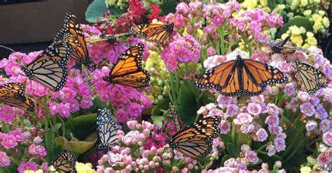 Butterflies and Flowers